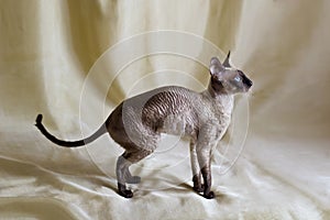 Cornish Rex cat photo
