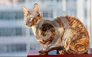 Cornish Rex cat closeup photo