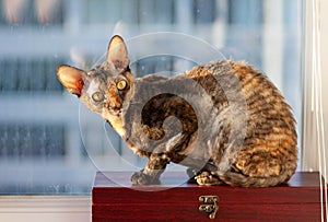 Cornish Rex cat closeup photo. The cat looks directly at the camera.