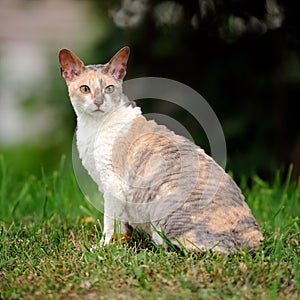 Cornish Rex Cat with Curly Hair Outdoors