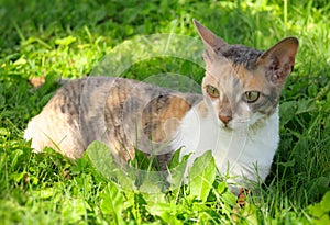 Cornish Rex Cat on Green Grass photo