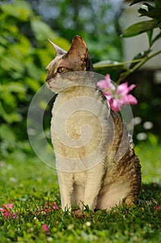 Cornish Rex Cat on Green Lawn in Summer