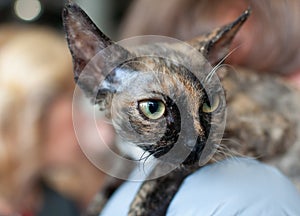 Cornish rex cat