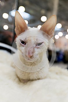 Cornish Rex cat at international exhibition Ketsburg in Moscow, Russia