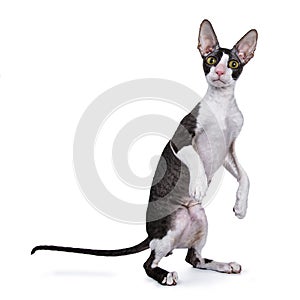 Cornish Rex cat / kitten standing on back paws