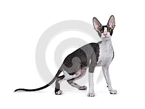 Cornish Rex cat / kitten standing side ways photo