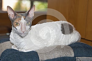Cornish Rex cat relaxing on cushion at home