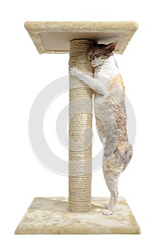 Cornish Rex Cat and Scratching Post