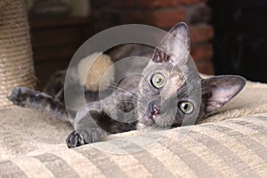 Cornish Rex Cat Wide Eyed Large Ears photo