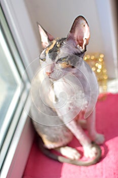 Cat cornishrex