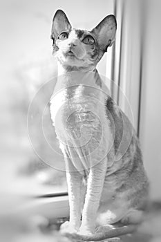 Cat cornishrex