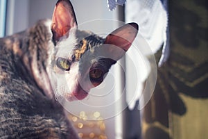 Cat cornishrex