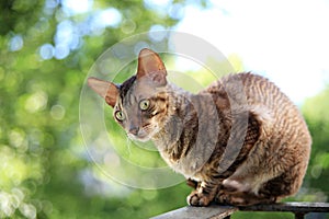 Cornish rex gray cat