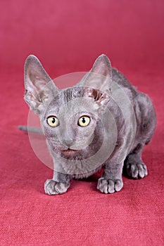 Cornish Rex kitten