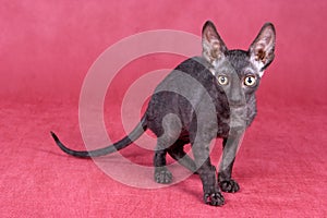 Cornish Rex kitten