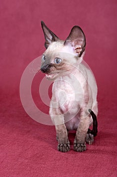 Cornish Rex kitten