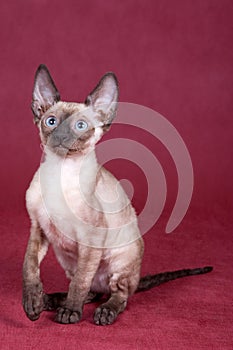 Cornish Rex kitten