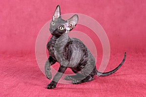 Cornish Rex kitten