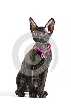 Cornish Rex kitten isolated on white background