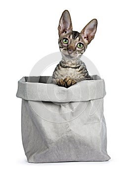 Cornish rex kitten on white background