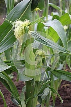 Cornplant