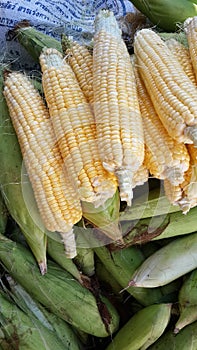 Corns