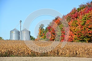 Corns farms photo