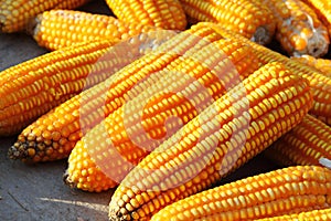 Corns in the sun.