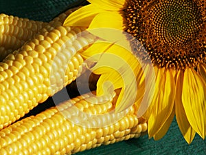 Corns and sunflower