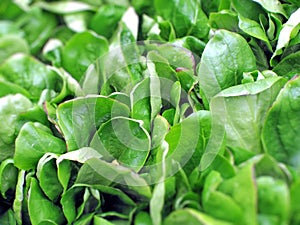 Cornsalad Leaves