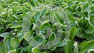 Cornsalad Valerianella locusta fresh on vegetables bed