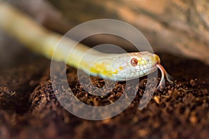 Cornsnake hunting for food with its toungue poking out