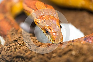 Cornsnake portrait close up view
