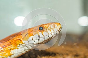 Cornsnake portrait close up view