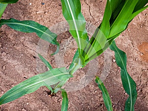 Cornstalk growing out of parched earth