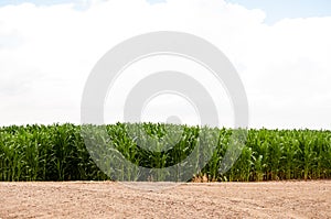 Cornstalks next to an untilled field in Colorado.