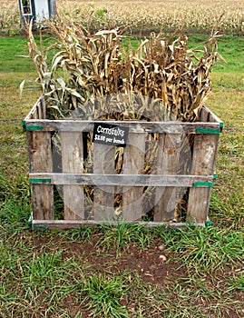 Cornstalks for sale