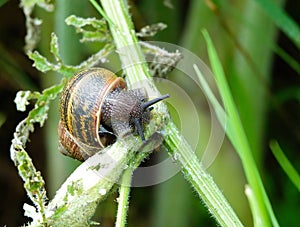 Cornu aspersum.