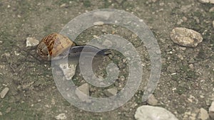 Cornu aspersum - Helix aspersa - brown garden snail