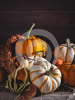 Cornucopia With Mini Pumpkins