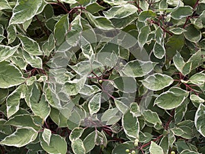 Cornus alba deciduos shrub