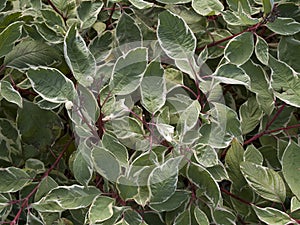 Cornus alba deciduos shrub