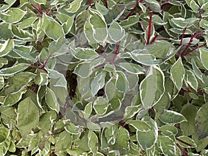 Cornus alba deciduos shrub