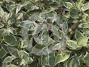 Cornus alba deciduos shrub