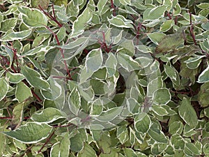 Cornus alba deciduos shrub