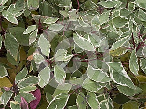 Cornus alba deciduous shrub