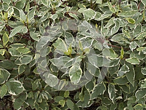 Cornus alba deciduous shrub