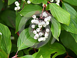 Cornus Alba Or Dogwood Berries