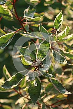 Cornus alba `Elegantissima`, foliage and berries