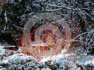Cornus or dogwood in winter time photo